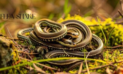 Flea Snake